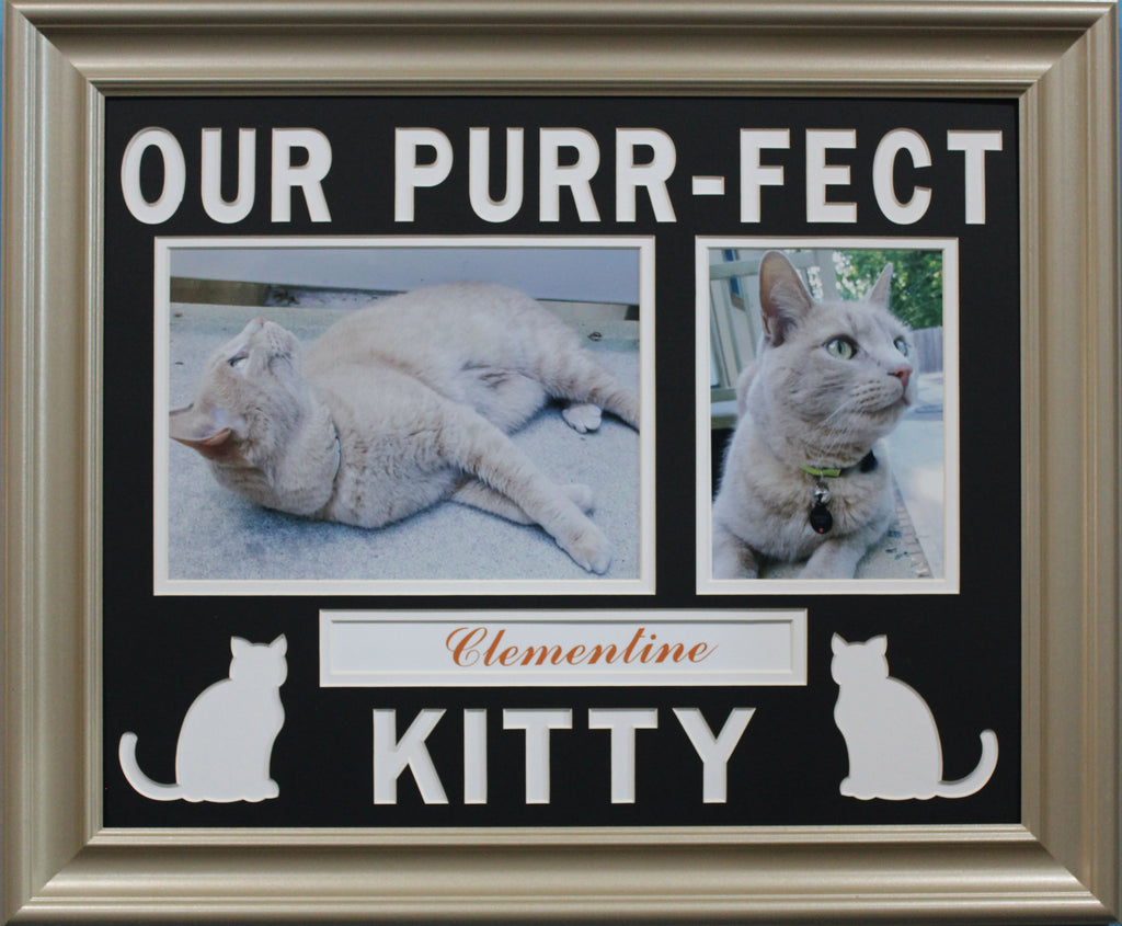 Our Purr-Fect Kitty